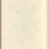 Coriander