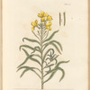 Wall-flower