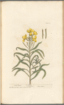 Wall-flower