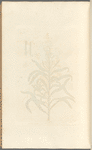 Wall-flower