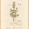 Small germander