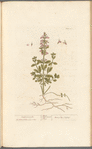 Small germander