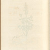 Small germander