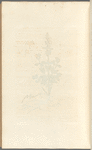 Small germander