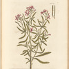 White stock July-flower