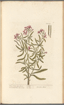 White stock July-flower