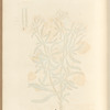 White stock July-flower