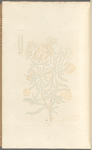White stock July-flower