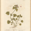Red archangel