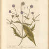 Wild scabious
