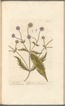 Wild scabious