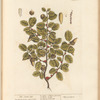 The scarlet oak