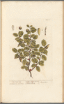 The scarlet oak