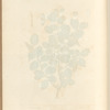 The scarlet oak