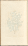 The scarlet oak
