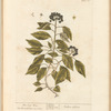 The ivy tree