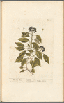 The ivy tree