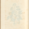 The ivy tree