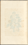 The ivy tree