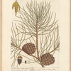 The pine tree, or manur'd pine