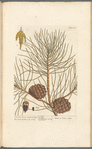 The pine tree, or manur'd pine
