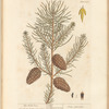 The wild pine