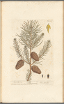 The wild pine