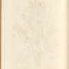 The wild pine