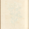 Featherfen
