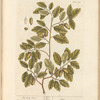 The cork tree