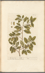 The cork tree