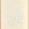 The cork tree