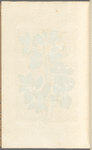 The cork tree