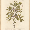 The mastich or lentisk tree