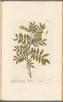 The mastich or lentisk tree