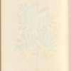 The mastich or lentisk tree