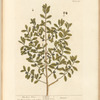 The box tree