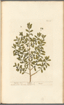 The box tree