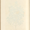 The box tree