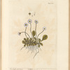 The small wild daisy