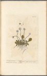The small wild daisy