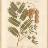 The tamarind tree