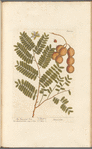 The tamarind tree