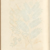 The tamarind tree