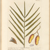 The palm or date tree