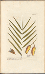 The palm or date tree