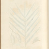The palm or date tree