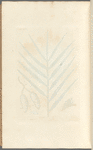 The palm or date tree
