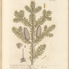 The male fir, or silver fir
