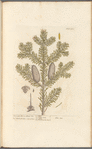 The male fir, or silver fir